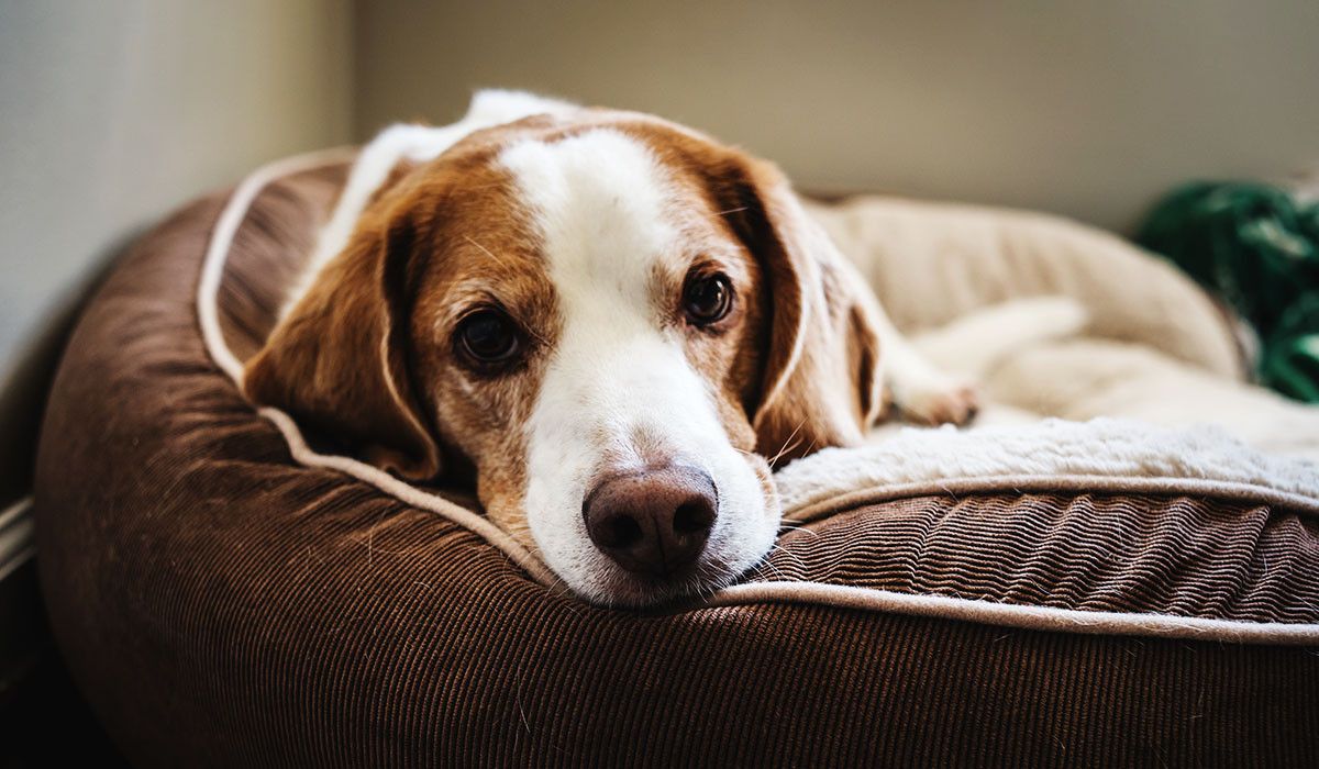 calm-pet-holiday-anxiety-dog