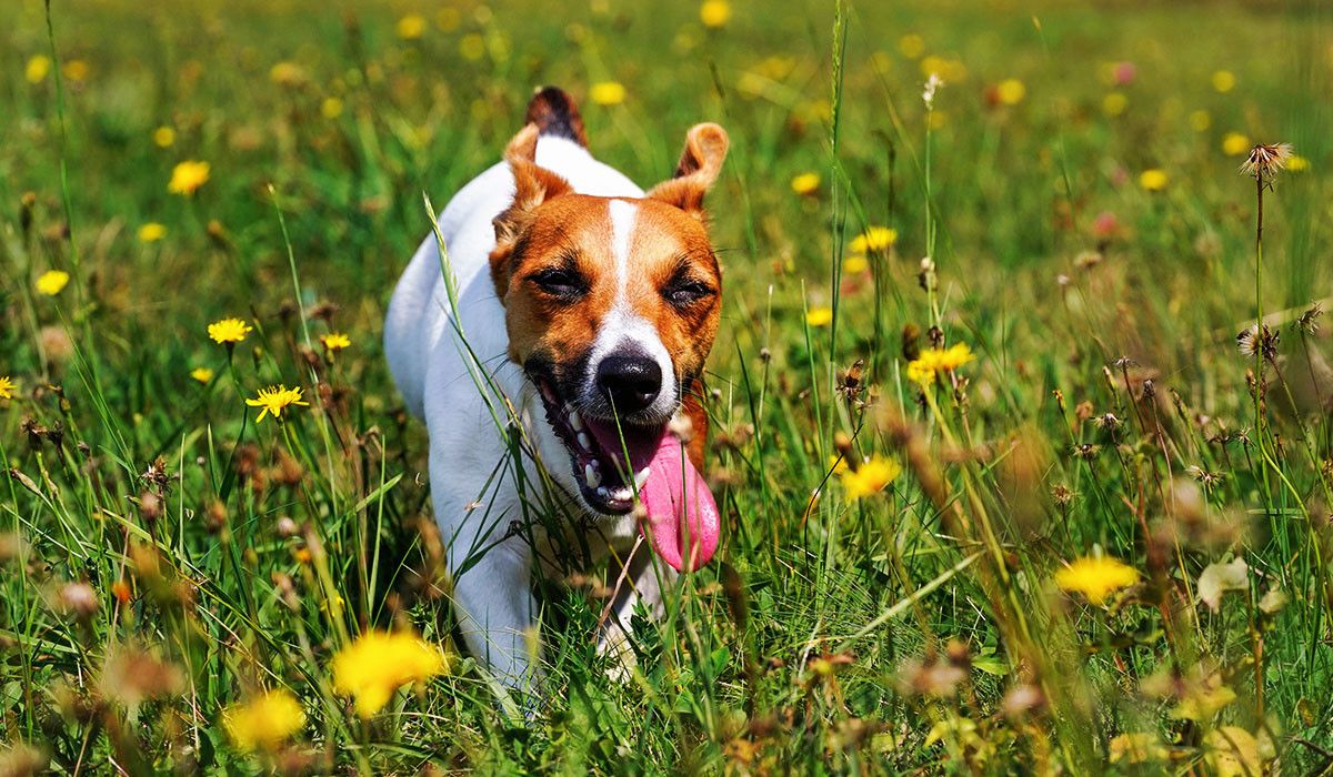 jack-russell-terrier-spring-heartworm-ris_20260401-223609_1