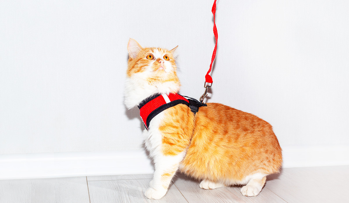 orange-white-cat-with-red-harness-pet-safety