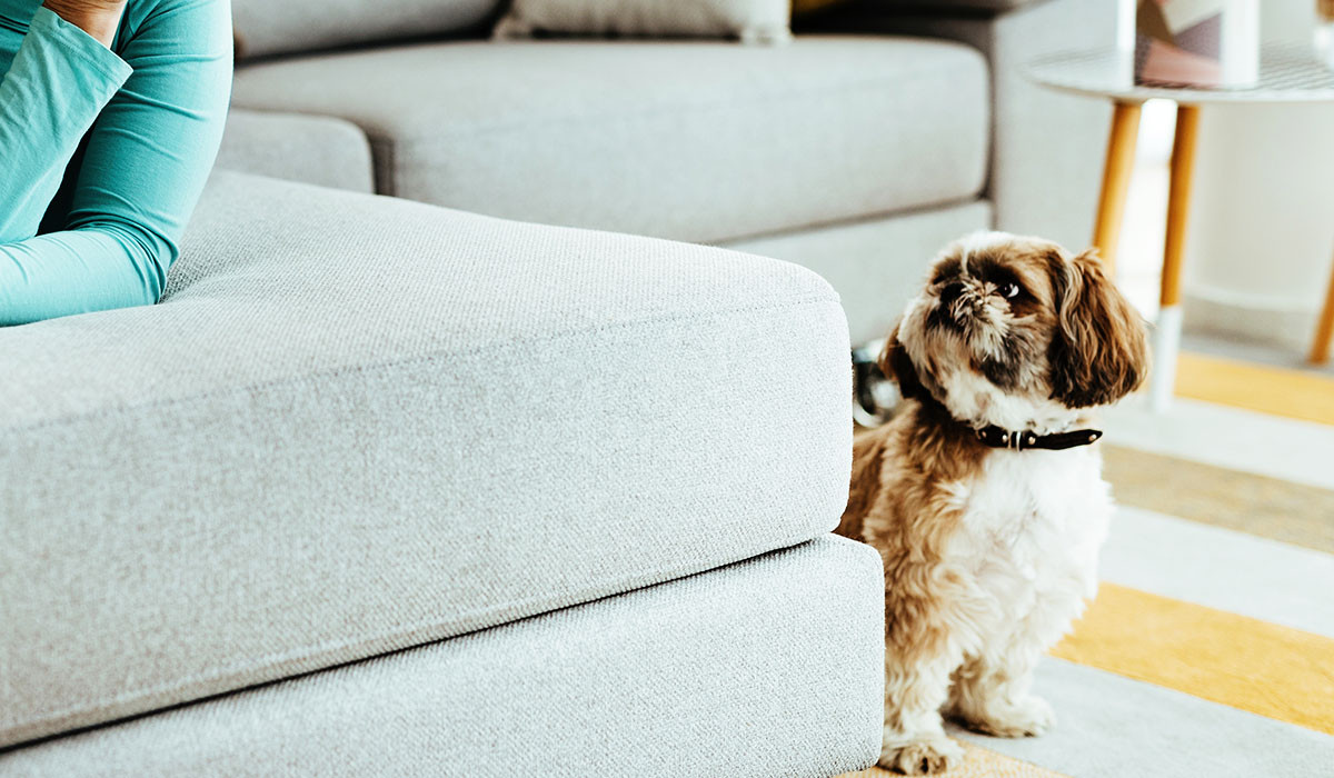 dog-subtle-pain-signs-houston