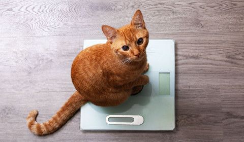 Can Overweight Pets Still Get Microchipped? What Every Pet Owner Should Know