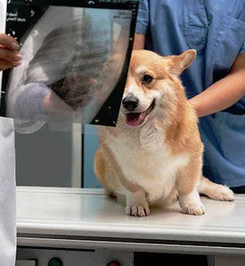 An X-ray of a dog