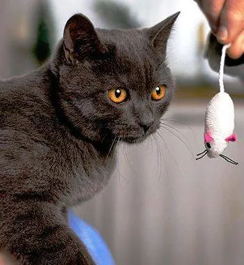 Cat Looking at a Toy Mouse