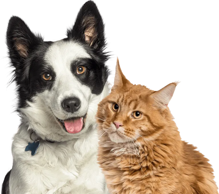 smiling border collie dog and a fluffy ginger cat together